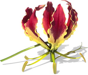 Gloriosa Rothschildiana bloem